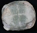 Superb Fossil Tortoise (Stylemys) - South Dakota #31516-3
